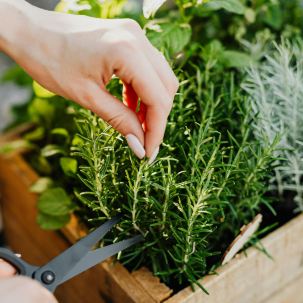 Rosemary Extract for Skin: Natural Nourishment and Revitalization