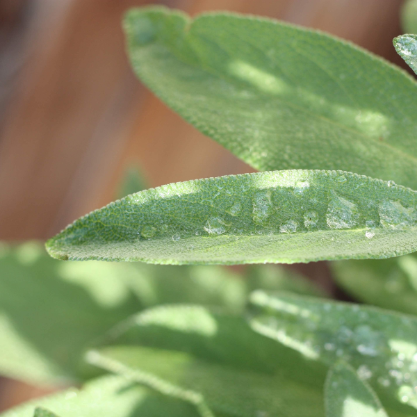 Sage Secrets: Enhancing Hair Growth and Skin Vitality Naturally